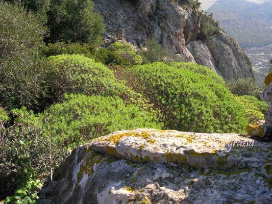 Clicca per vedere l'immagine alla massima grandezza