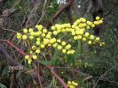 Acacia retinodes 1 028.jpg