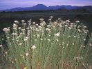 Achillea ligustica (1).jpg