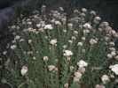 Achillea ligustica (3).jpg