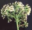 Achillea ligustica.jpg