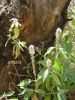 Achyranthes aspera.jpg w.jpg