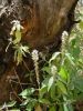 Achyranthes aspera.jpg w~0.jpg