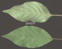 Achyranthes aspera~0.jpg