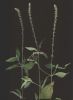 Achyranthes aspera~2.jpg