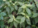 Achyranthes aspera~4.jpg