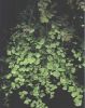 Adiantum capillus-veneris 001.jpg