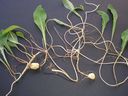 Aetheorrhiza_bulbosa_a_281429.jpg