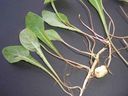 Aetheorrhiza_bulbosa_a_28729.jpg