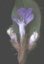 Ajuga_reptans_006_28229.jpg