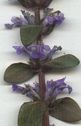 Ajuga_reptans_1_28229.jpg