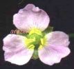 Alisma plantago-aquatica fiore.jpg