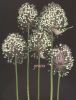 Allium anpheloprasums.jpg