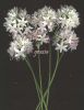 Allium roseum 001.jpg