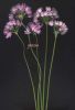 Allium roseum s.n..jpg