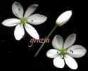 Allium subhirsutum  fiori C.jpg