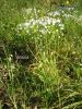 Allium subhirsutum g (3).jpg