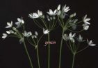 Allium subhirsutum.jpg