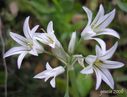 Allium_triquetrum_28229.jpg