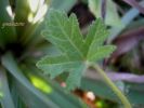 Althaea hirsuta L. (2).jpg