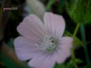 Althaea hirsuta L. (3).jpg