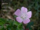 Althaea hirsuta Sol. (12).JPG