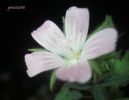 Althaea hirsuta Sol. (9).JPG