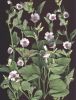 Althaea officinalis s.jpg