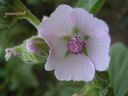 Althaea_officinalis_B__281029.jpg