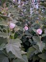 Althaea_officinalis_d_281729.jpg