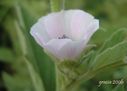 Althaea_officinalis_d_28929.jpg