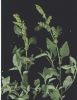 Amaranthus deflexus.jpg