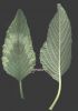Amaranthus retroflexus 001.jpg