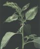 Amaranthus retroflexus x.jpg