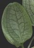 Ambrosinia bassii foglia C.jpg