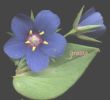 Anagallis foemina 004.jpg