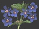 Anagallis foemina~0.jpg