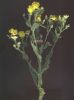 Andryala integrifolia s.jpg