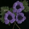 Anemone coronaria (12)~0.jpg