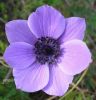 Anemone coronaria x (11).jpg