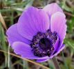 Anemone coronaria x (19).jpg