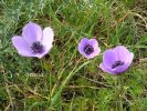 Anemone coronaria~0.jpg