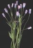 Anemone hortensis (12).jpg