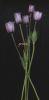 Anemone hortensis (14).jpg