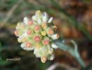 Antennaria Dioica (5).jpg