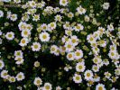 Anthemis maritima (14).jpg