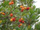 Arbutus unedo aa (2).jpg