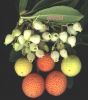 Arbutus unedo fiorie frutti.jpg