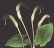 Arisarum vulgare T.jpg