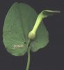 Aristolochia.jpg